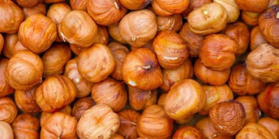 Premium Azerbaijani hazelnuts Our hazelnuts are grown in ecologically