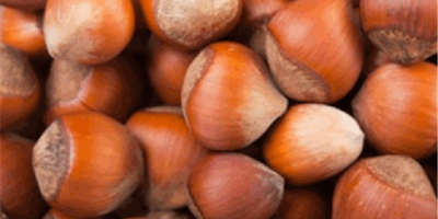 Premium Azerbaijani hazelnuts Our hazelnuts are grown in ecologically