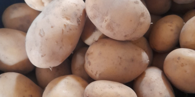 I am selling Typhoon potatoes with an integrated certificate,