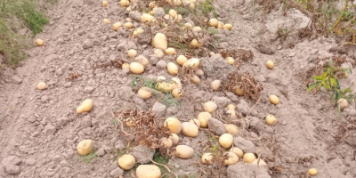 I am selling Typhoon potatoes with an integrated certificate,