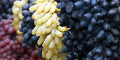 Export frischer Trauben aus Usbekistan: Rizamat, Kishmish Kora, Khusaine