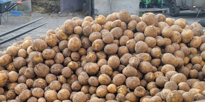 I will sell edible potatoes straight from the field,