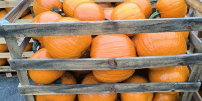 Zucca di Halloween, varietà Gladiator / Racer / Maya.