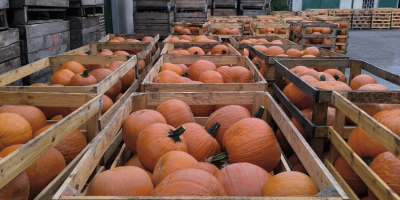 Zucca di Halloween, varietà Gladiator / Racer / Maya.