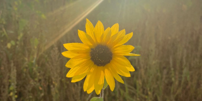 Beautiful, healthy sunflowers for sale. Available in any quantity.