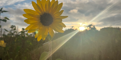 Beautiful, healthy sunflowers for sale. Available in any quantity.