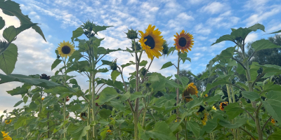 Beautiful, healthy sunflowers for sale. Available in any quantity.