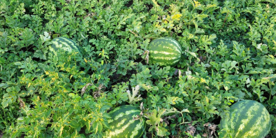 Local producer, selling watermelons directly from the field, large