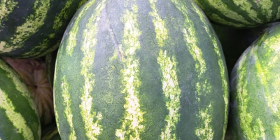 Local producer, selling watermelons directly from the field, large