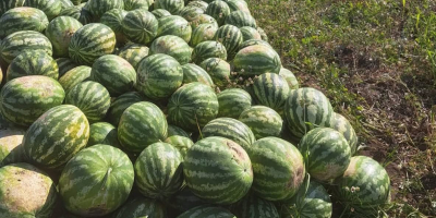 Local producer, selling watermelons directly from the field, large