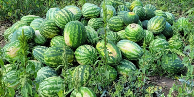 Local producer, selling watermelons directly from the field, large