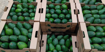 Hass & Fuerte Avocados from Kenya – First Grade