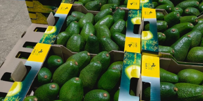 Hass & Fuerte Avocados from Kenya – First Grade