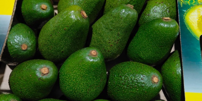 Hass & Fuerte Avocados from Kenya – First Grade