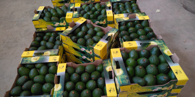 Hass & Fuerte Avocados from Kenya – First Grade