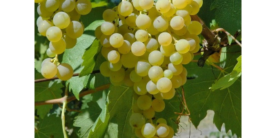 Ich verkaufe zertifizierte Frascati DOC Malvasia- und Trebbiano-Weißweintrauben, in