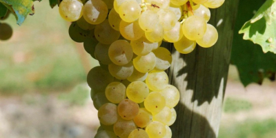 Ich verkaufe zertifizierte Frascati DOC Malvasia- und Trebbiano-Weißweintrauben, in