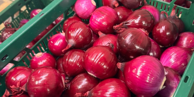 1. Frische geschälte Zwiebeln - weiß und rot -