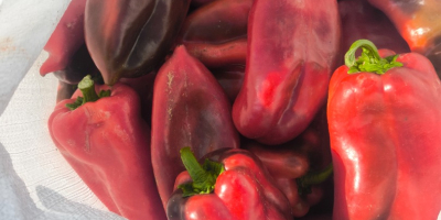 We offer red pepper, variety Elephant Ear , unlimited