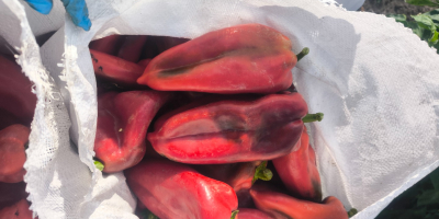 We offer red pepper, variety Elephant Ear , unlimited