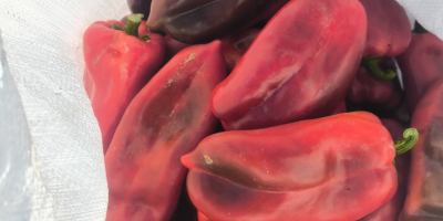 We offer red pepper, variety Elephant Ear , unlimited