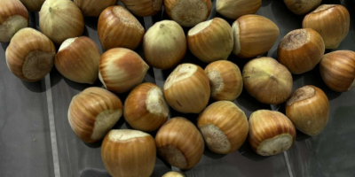 I&#39;m selling hazelnuts of the Catalan, Barcelona, and Cosford
