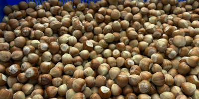 I&#39;m selling hazelnuts of the Catalan, Barcelona, and Cosford