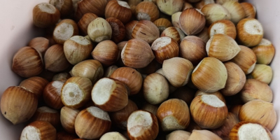 I&#39;m selling hazelnuts of the Catalan, Barcelona, and Cosford