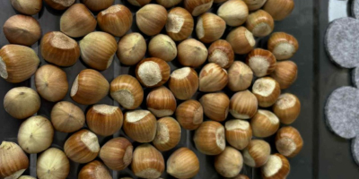 I&#39;m selling hazelnuts of the Catalan, Barcelona, and Cosford