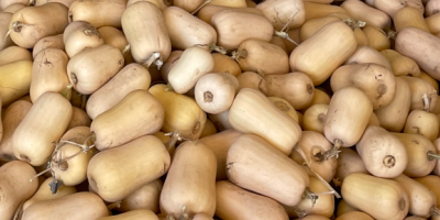 zucche butternut . top quality sending everywhere