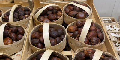 Waldpilze, Pfifferlinge und Steinpilz Verkaufe frische und gefrorene Pfifferlinge