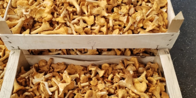 Waldpilze, Pfifferlinge und Steinpilz Verkaufe frische und gefrorene Pfifferlinge
