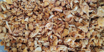 Wild mushrooms, chanterelles, and porcini mushrooms. Selling fresh and