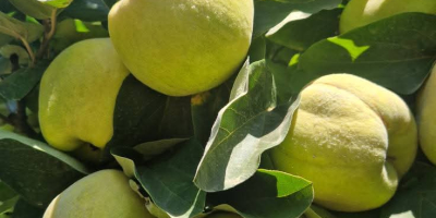 A FIA GOGOT FRUIT ÚJ, KIVÁLÓ MINŐSÉGŰ ÉS VÁLASZTÉKOS