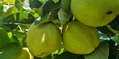 A FIA GOGOT FRUIT ÚJ, KIVÁLÓ MINŐSÉGŰ ÉS VÁLASZTÉKOS