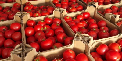 Greenhouse spring hakumaru. 6 pallets of 80 packs.