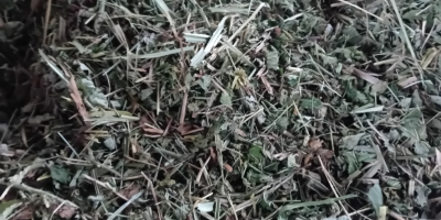 I will sell meadowsweet herb, cut about 1500 kg