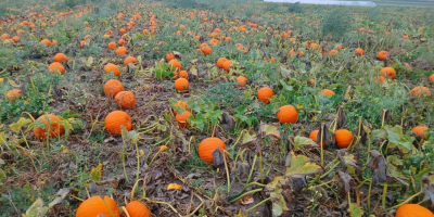 Hallo! Ich verkaufe Halloweenkürbisse von 1-3 kg bis 3-12