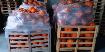 Hallo! Ich verkaufe Halloweenkürbisse von 1-3 kg bis 3-12