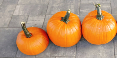 Hallo! Ich verkaufe Halloweenkürbisse von 1-3 kg bis 3-12