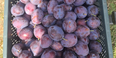 I&#39;m selling semi-ripe Prezident plums in various sizes. I
