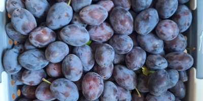 I&#39;m selling semi-ripe Prezident plums in various sizes. I