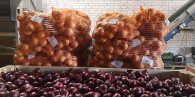 Offriamo un&#39;ampia selezione di cipolle: gialle, rosse e scalogno.