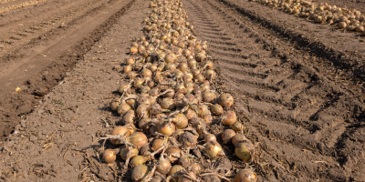 Offriamo un&#39;ampia selezione di cipolle: gialle, rosse e scalogno.