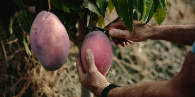 Mango biologico coltivato sulla Costa Tropicale di Granada in