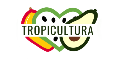 Mango biologico coltivato sulla Costa Tropicale di Granada in