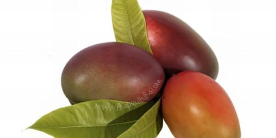 Mango biologico coltivato sulla Costa Tropicale di Granada in
