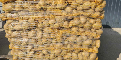 We sell potatoes in large quantities – various varieties.