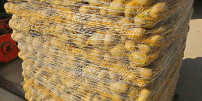 We sell potatoes in large quantities – various varieties.