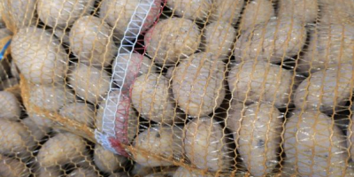 Vendo patate commestibili